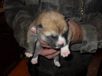 CHIOT