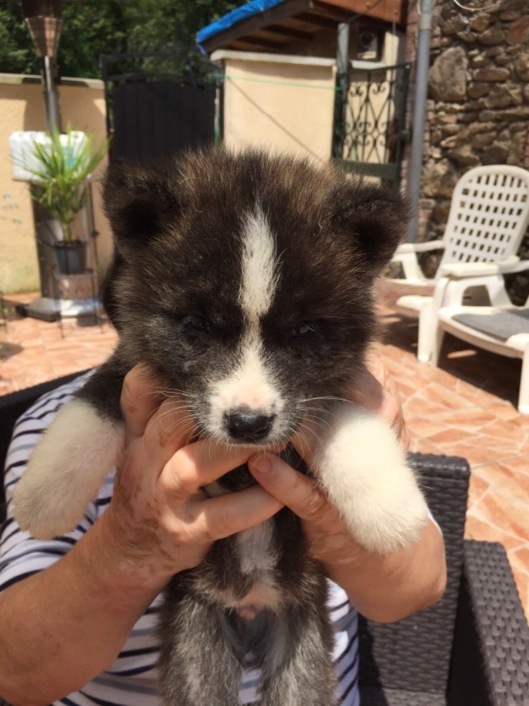 de la Vallée du Val Cherie - Chiots disponibles - Akita