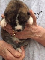 CHIOT