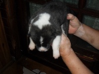 CHIOT