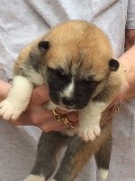 CHIOT