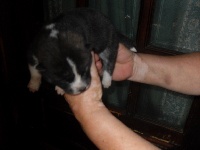 CHIOT
