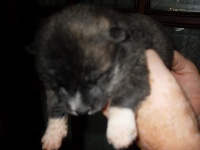 CHIOT