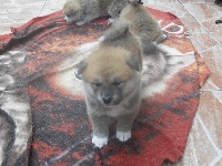CHIOT