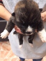 CHIOT