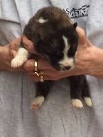 CHIOT