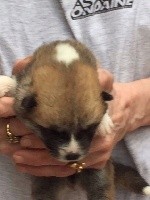 CHIOT