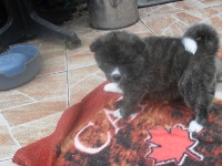 CHIOT