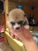 CHIOT