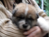 CHIOT
