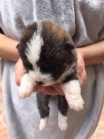 CHIOT
