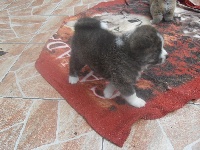 CHIOT