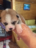 CHIOT