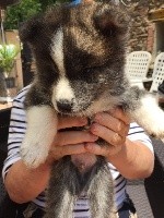 CHIOT