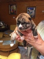 CHIOT