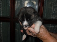 CHIOT
