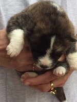CHIOT