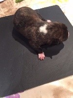 CHIOT
