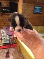 CHIOT